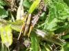 Tettigoniinae inconnu